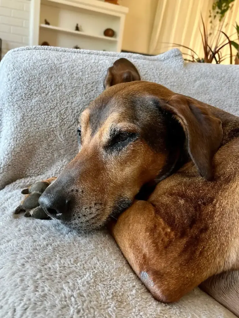 Brown dog resting on a gray blanket indoors